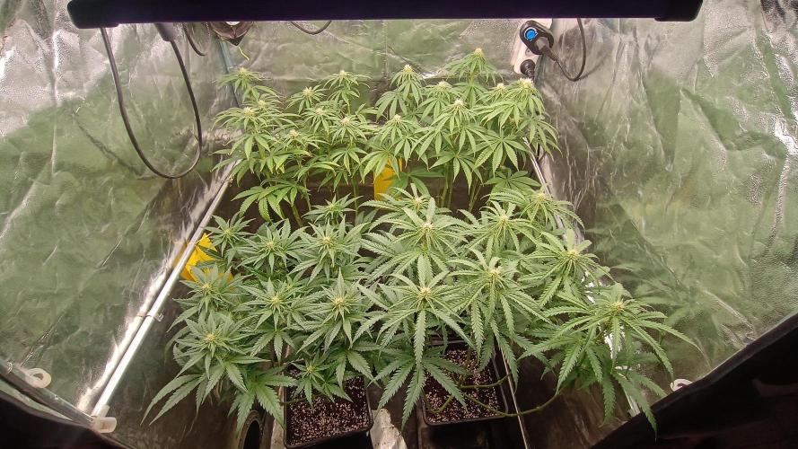 Greenhouse... dutch passion. Week 8