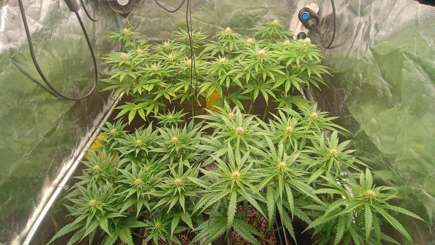 Greenhouse... dutch passion. Week 8