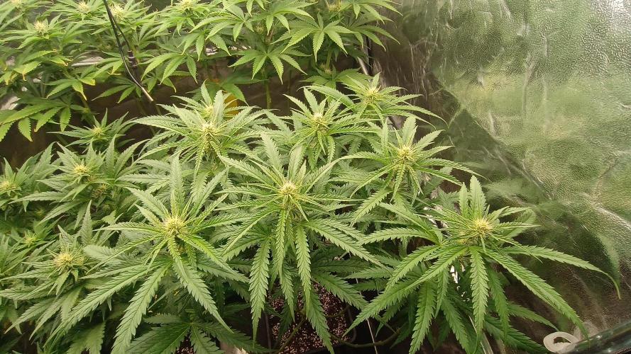 Greenhouse... dutch passion. Week 8 - Skywalker haze 