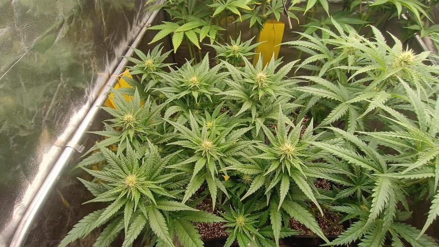 Greenhouse... dutch passion. Week 8 - Skywalker haze 