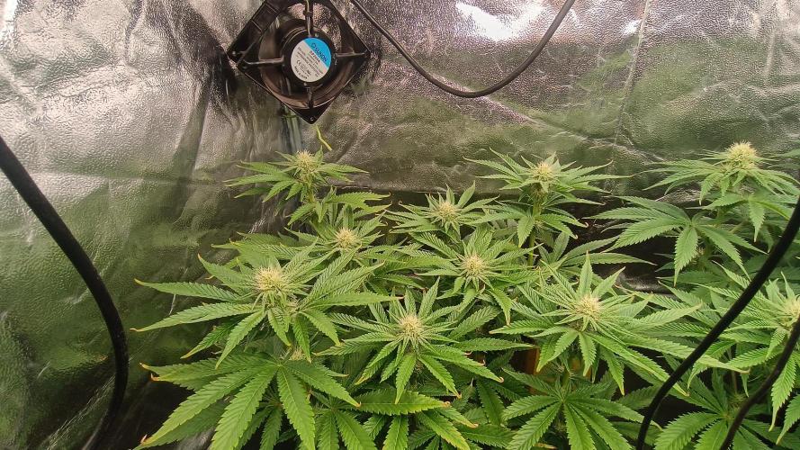 Greenhouse... dutch passion. Week 8 - Kings juice 