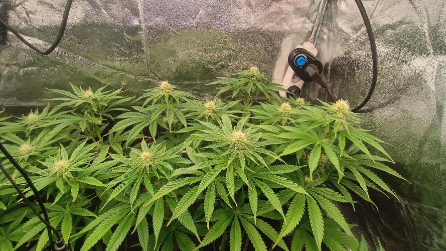 Greenhouse... dutch passion. Week 8 - Kings juice 