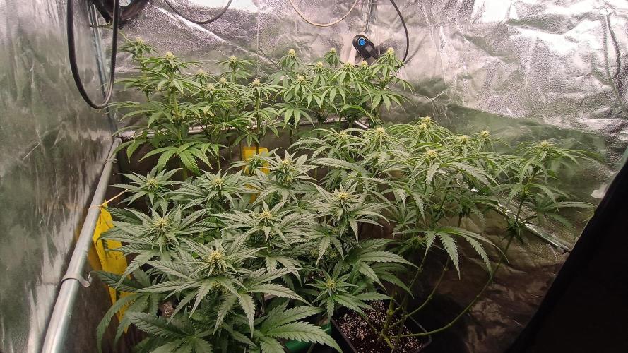 Greenhouse... dutch passion. Week 8