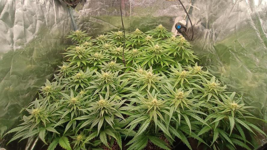 Greenhouse... dutch passion. Week 9