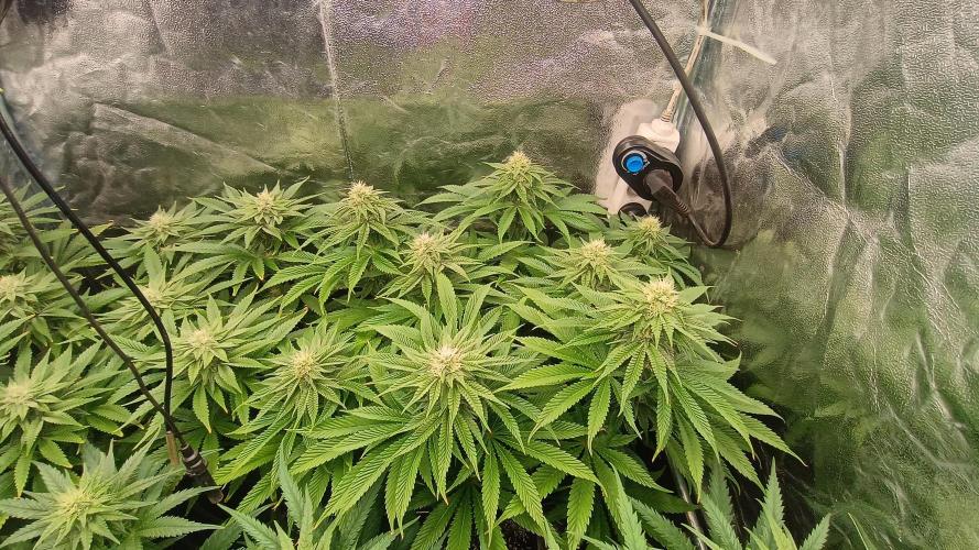 Greenhouse... dutch passion. Week 9 - Kings juice 