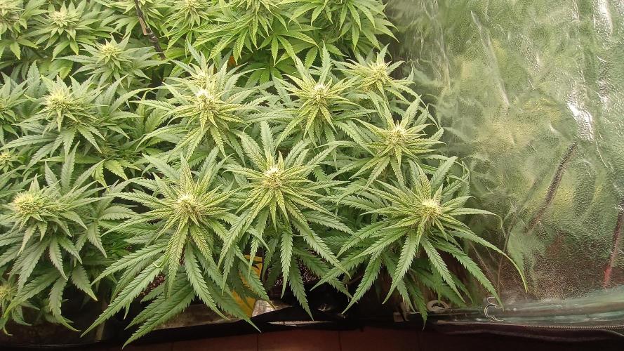 Greenhouse... dutch passion. Week 9 - Skywalker haze 