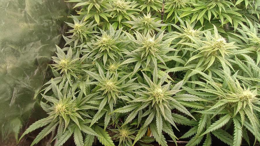 Greenhouse... dutch passion. Week 9 - Skywalker haze 