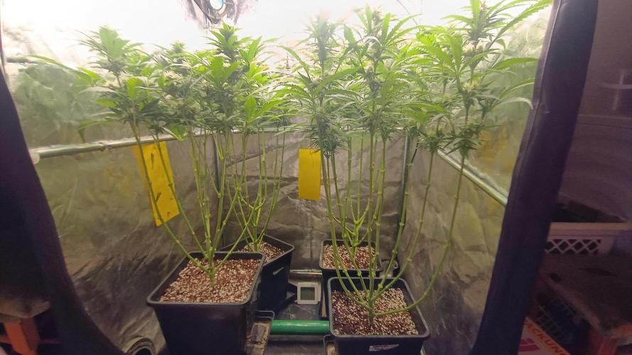 Greenhouse... dutch passion. Week 9