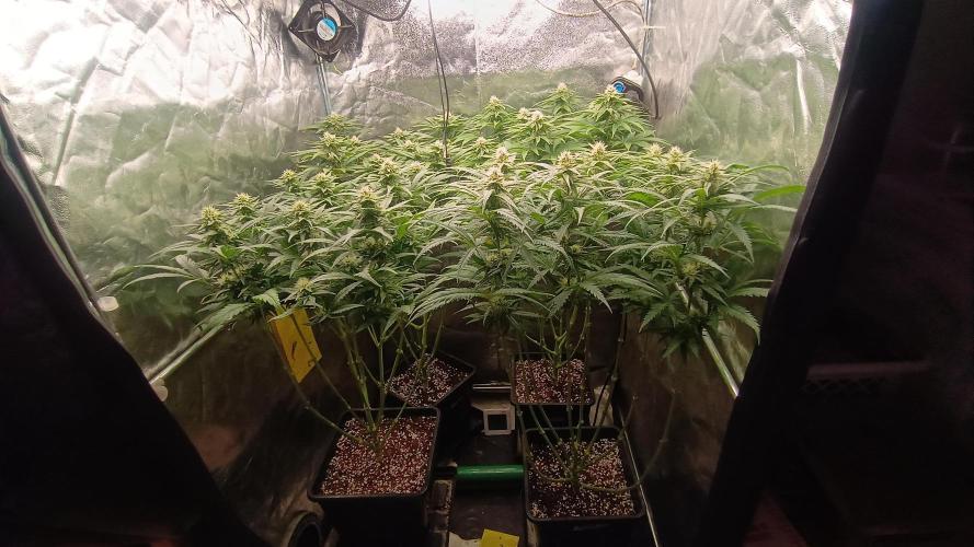 Greenhouse... dutch passion. Week 9