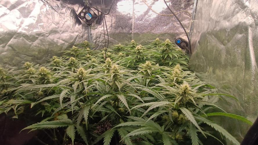 Greenhouse... dutch passion. Week 9