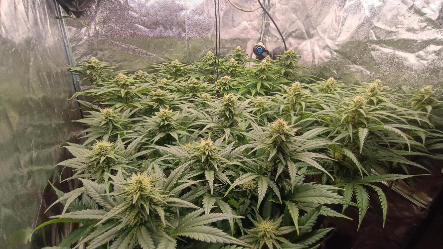 Greenhouse... dutch passion. Week 9