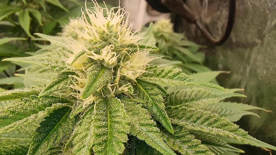 Greenhouse... dutch passion. Week 9 - Kings juice 