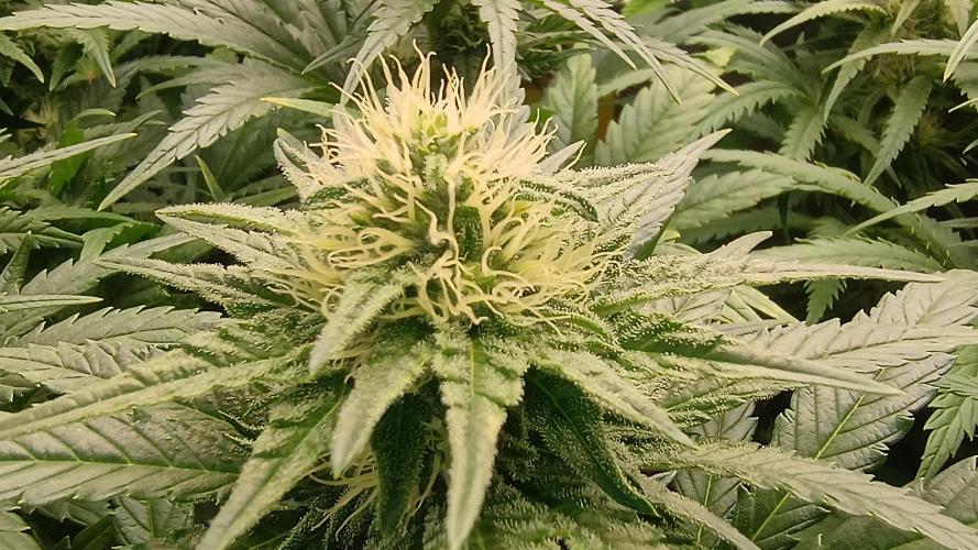 Greenhouse... dutch passion. Week 9 - Skywalker haze 