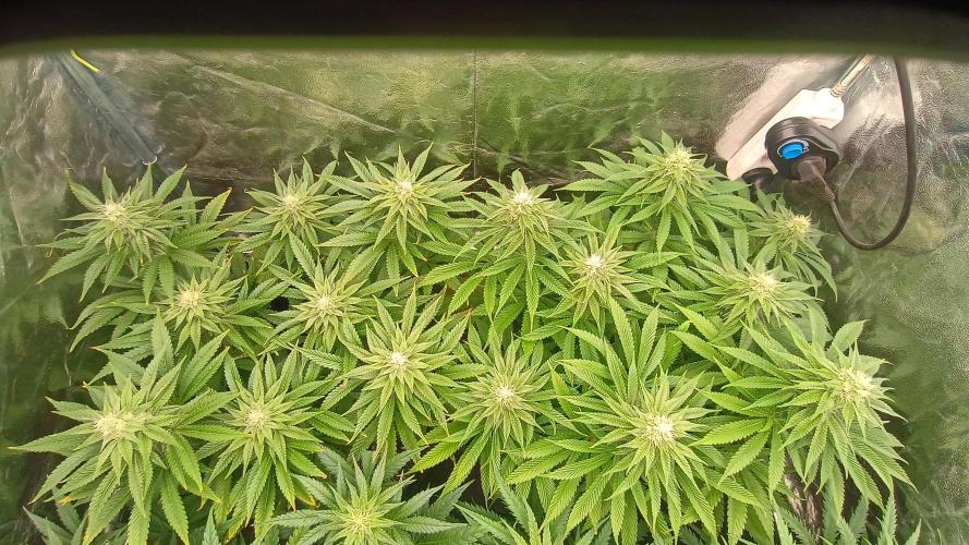 Greenhouse... dutch passion. Week 9 - Kings juice 