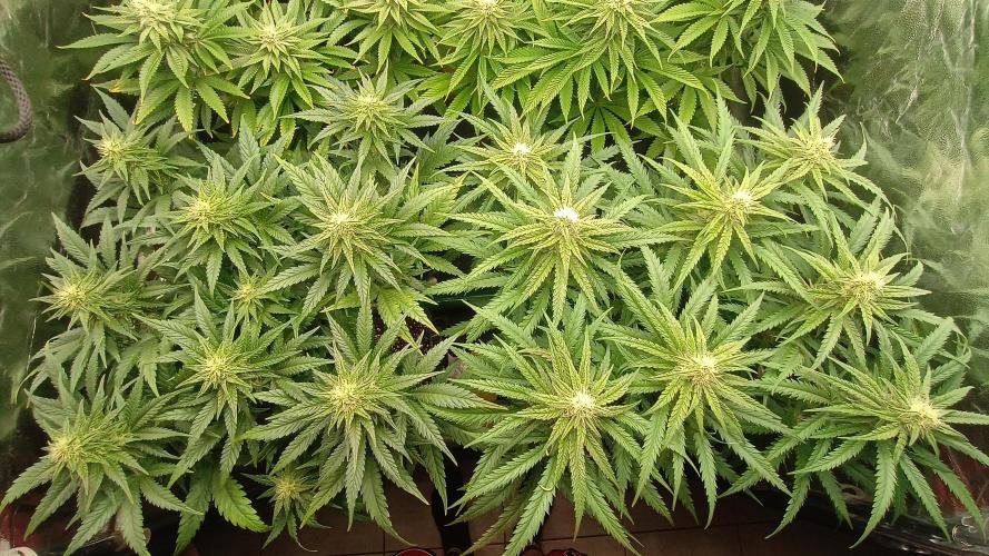 Greenhouse... dutch passion. Week 9 - Skywalker haze 