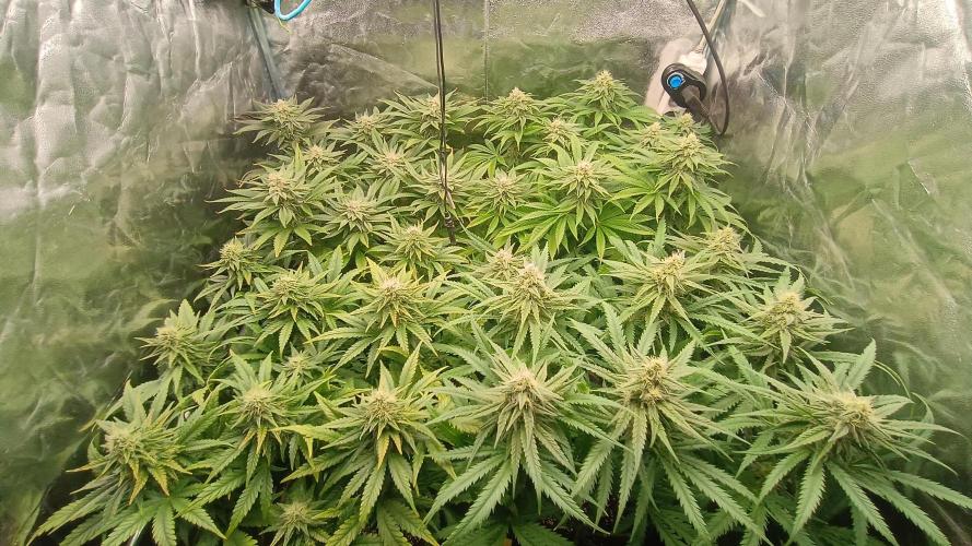 Greenhouse... dutch passion. Week 10 - All