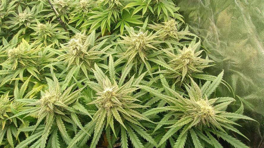 Greenhouse... dutch passion. Week 10 - Skywalker haze 