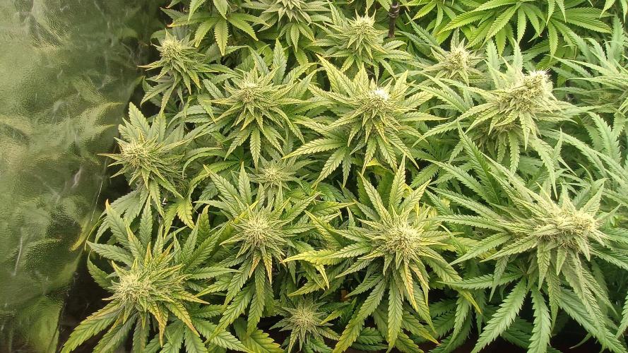 Greenhouse... dutch passion. Week 10 - Skywalker haze 