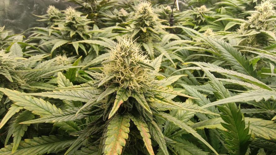 Greenhouse... dutch passion. Week 10 - Skywalker haze 