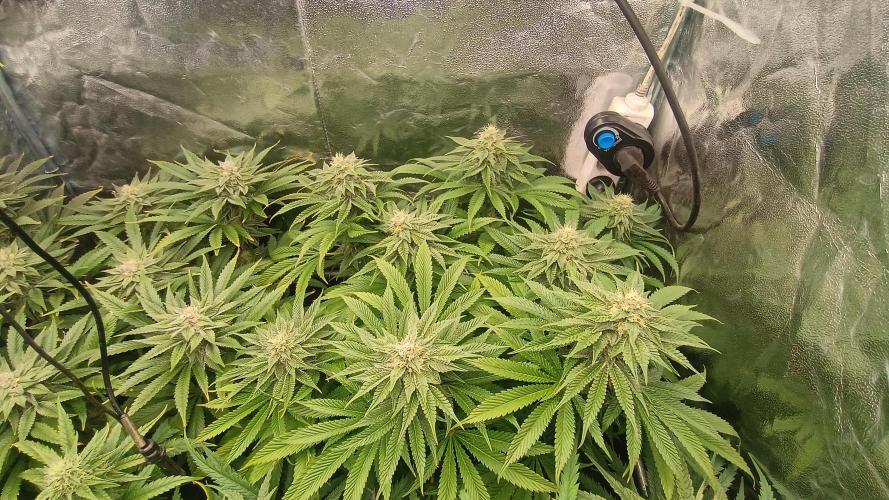 Greenhouse... dutch passion. Week 10 - Kings juice 