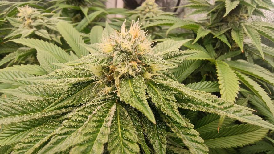 Greenhouse... dutch passion. Week 10 - Kings juice 