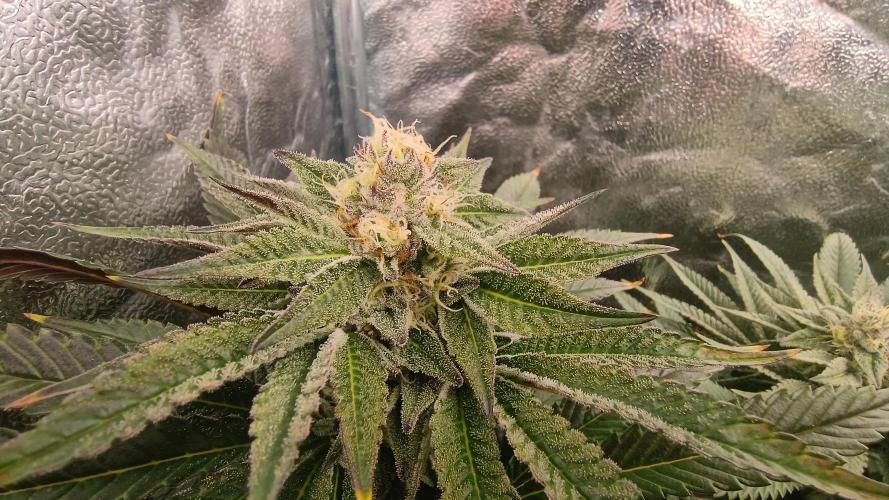 Greenhouse... dutch passion. Week 10 - Kings z