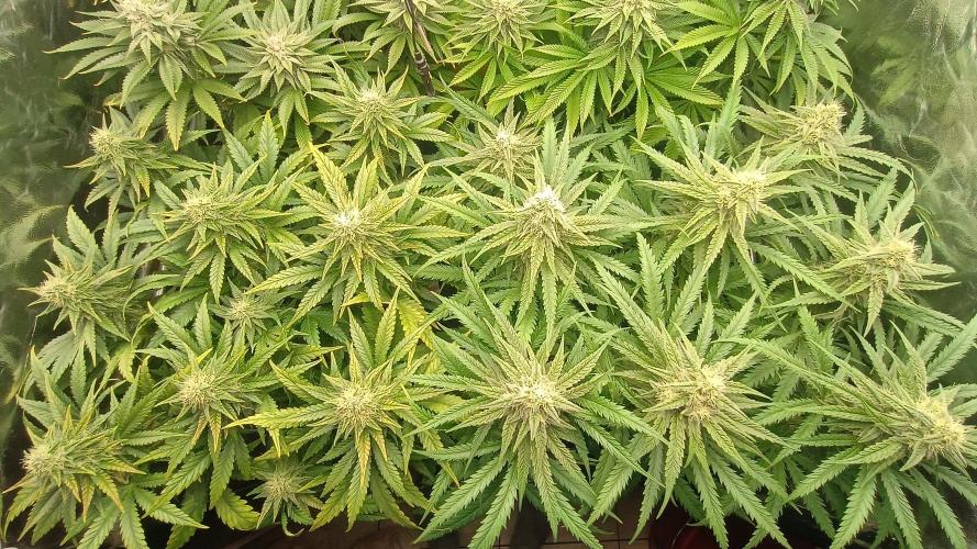 Greenhouse... dutch passion. Week 10 - Skywalker haze 