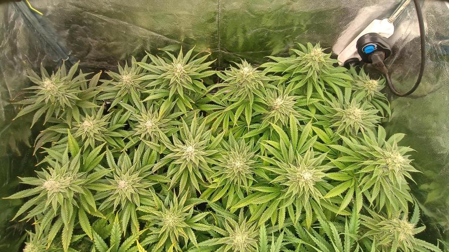 Greenhouse... dutch passion. Week 10 - Kings juice 