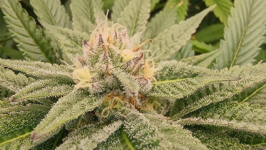 Greenhouse... dutch passion. Week 10 - Kings juice 