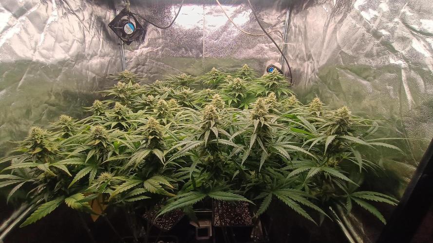 Greenhouse... dutch passion. Week 10 - All