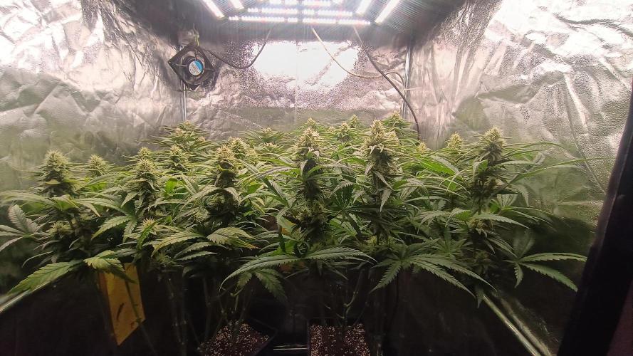 Greenhouse... dutch passion. Week 10 - All