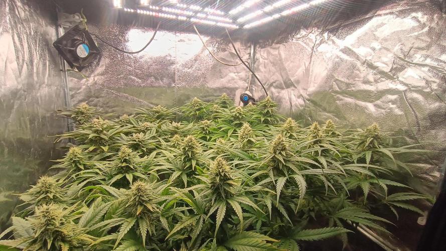 Greenhouse... dutch passion. Week 10 - All