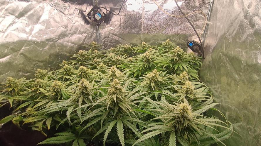 Greenhouse... dutch passion. Week 10