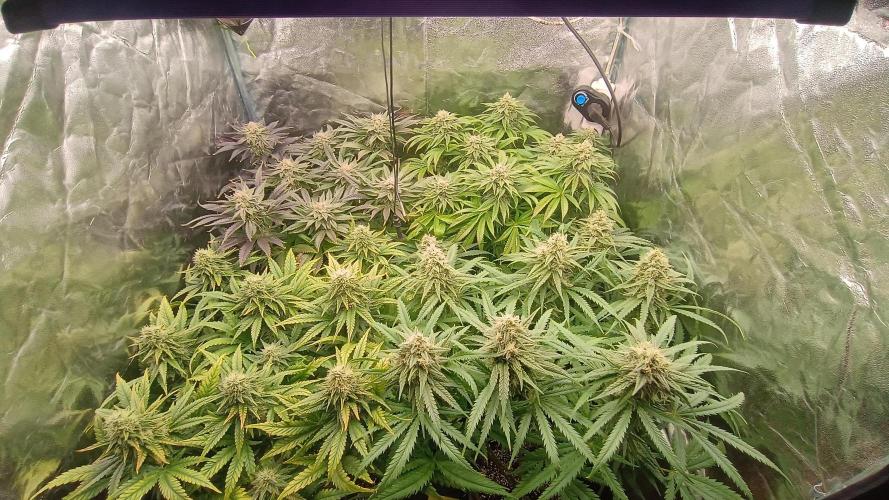 Greenhouse... dutch passion. Week 11