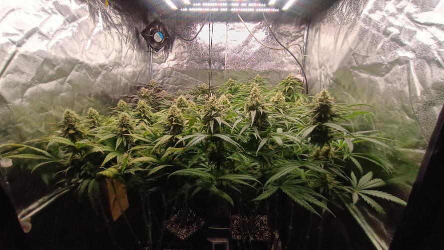 Greenhouse... dutch passion. Week 11