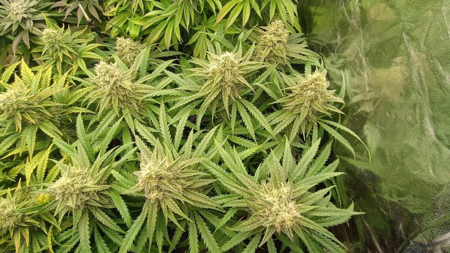 Greenhouse... dutch passion. Week 11 - Skywalker haze 