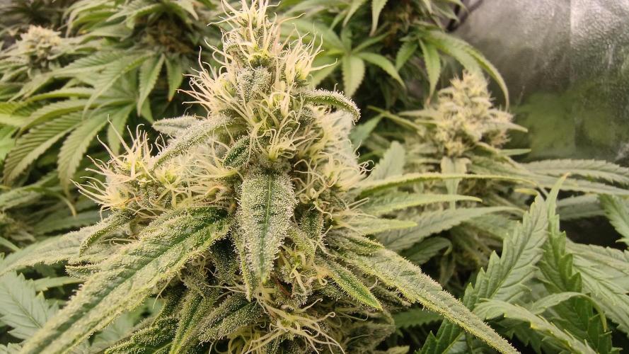 Greenhouse... dutch passion. Week 11 - Skywalker haze 