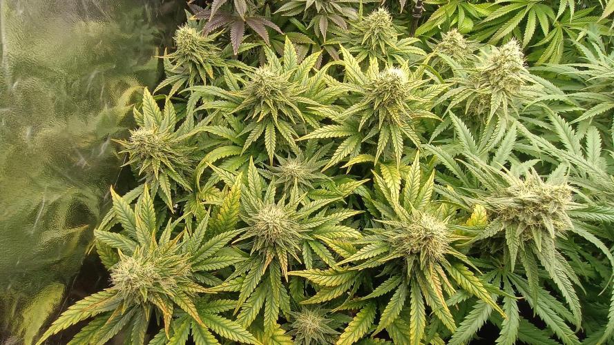 Greenhouse... dutch passion. Week 11 - Skywalker haze 