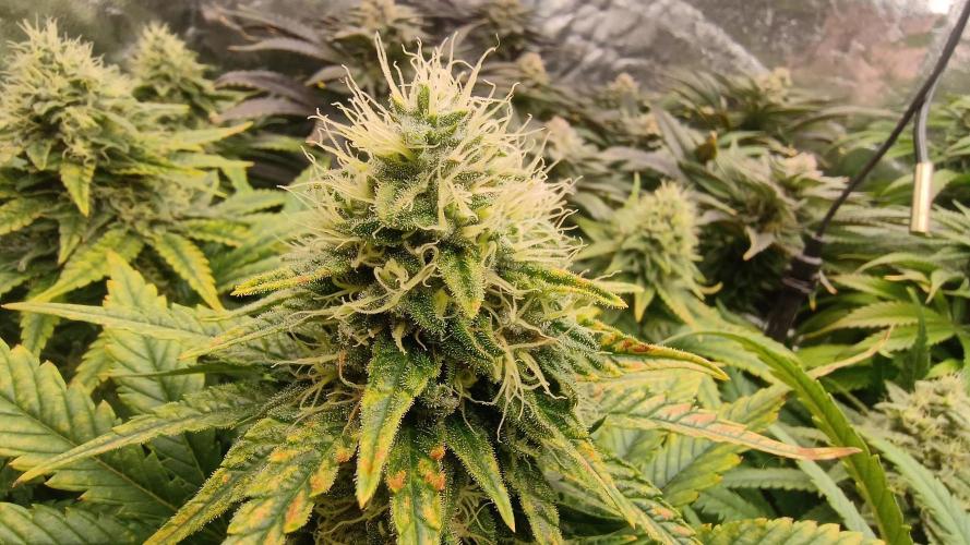 Greenhouse... dutch passion. Week 11 - Skywalker haze 