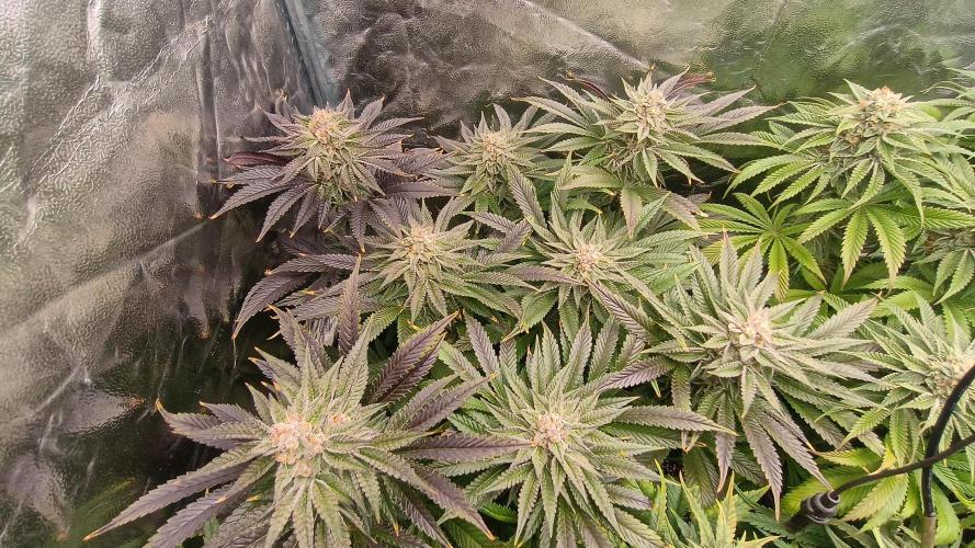 Greenhouse... dutch passion. Week 11 - Kings juice 