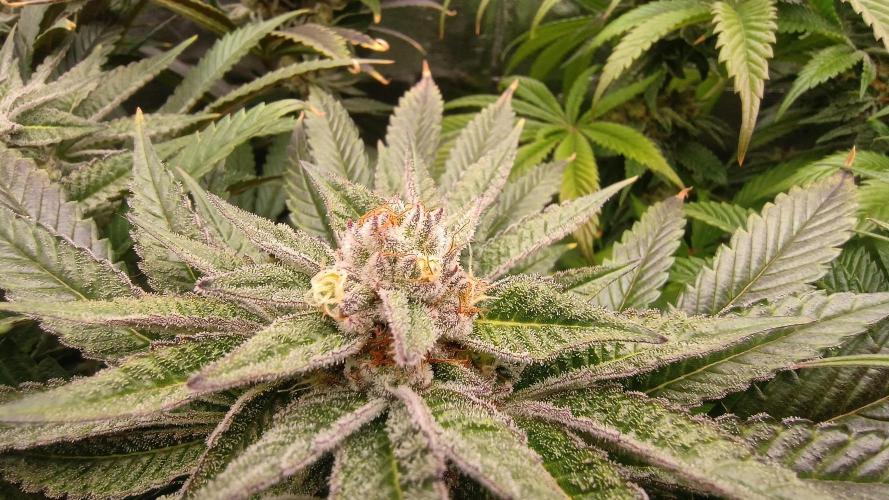 Greenhouse... dutch passion. Week 11 - Kings juice 