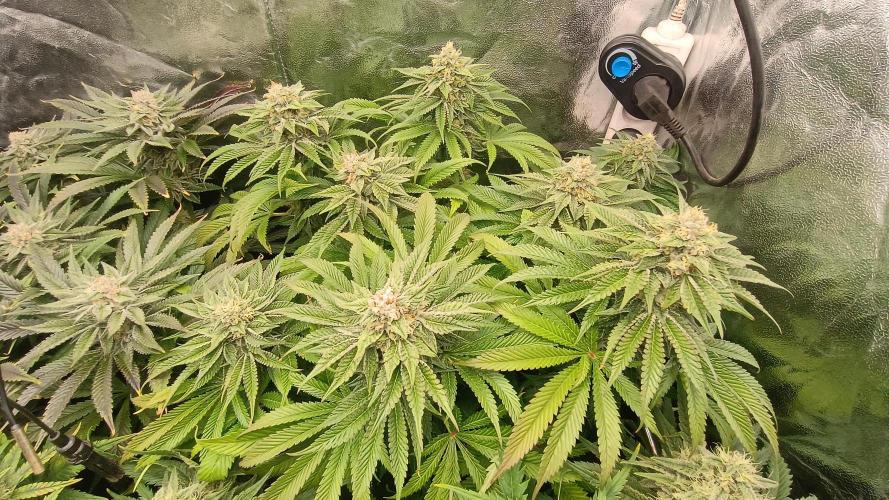 Greenhouse... dutch passion. Week 11 - Kings juice 