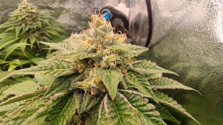 Greenhouse... dutch passion. Week 11 - Kings juice 