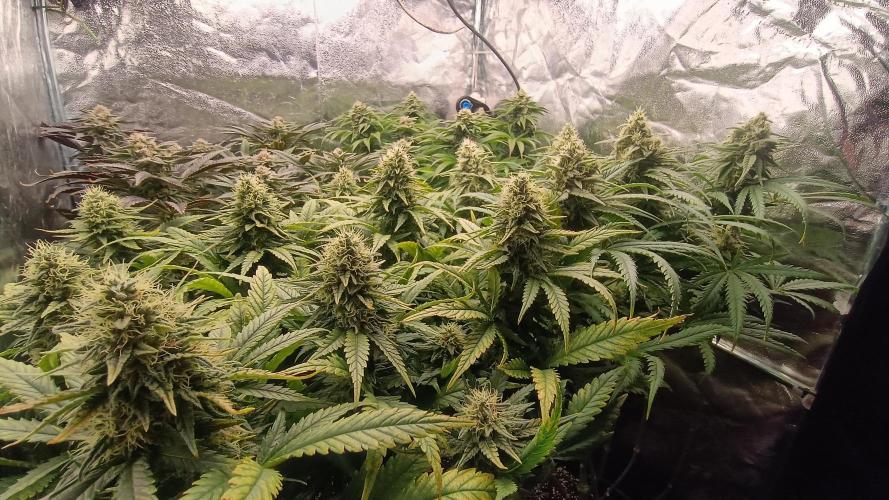 Greenhouse... dutch passion. Week 11