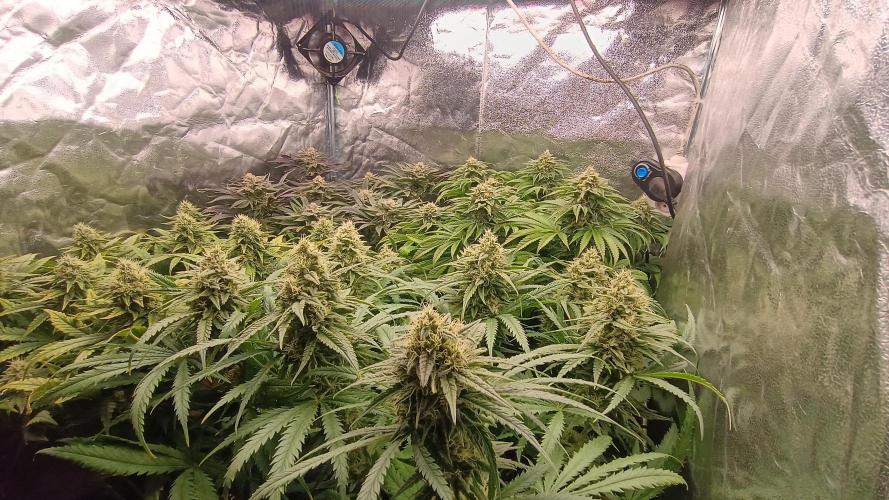 Greenhouse... dutch passion. Week 11