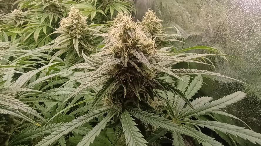 Greenhouse... dutch passion