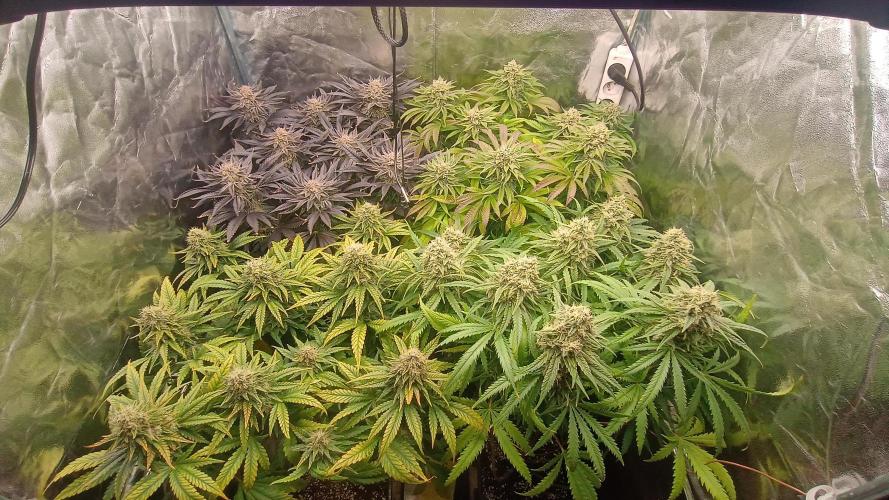 Greenhouse... dutch passion. Week 12