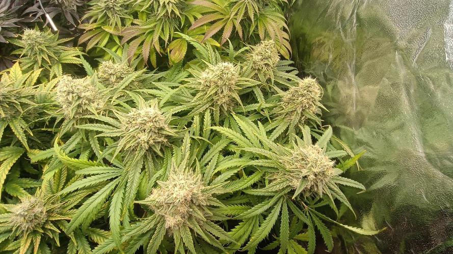 Greenhouse... dutch passion. Week 12 - Skywalker haze 