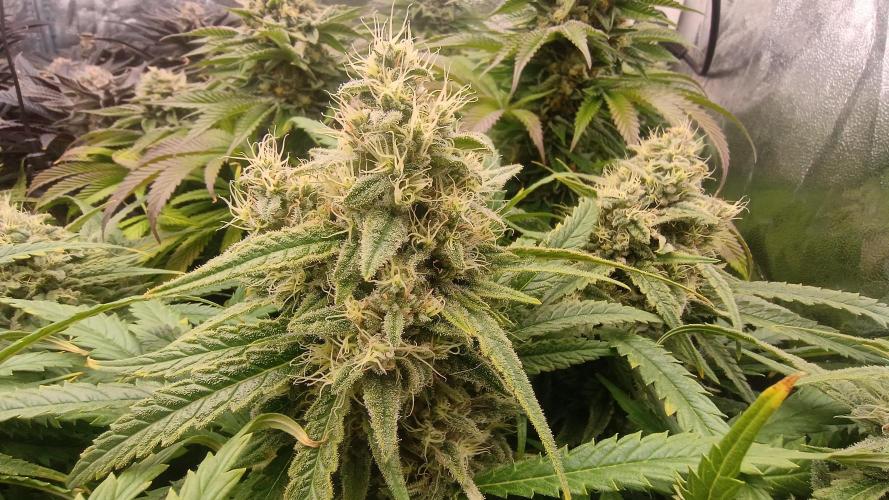 Greenhouse... dutch passion. Week 12 - Skywalker haze 