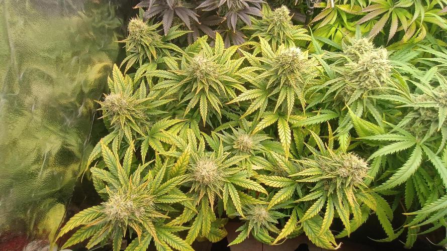 Greenhouse... dutch passion. Week 12 - Skywalker haze 